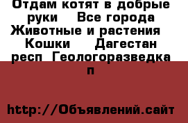Отдам котят в добрые руки. - Все города Животные и растения » Кошки   . Дагестан респ.,Геологоразведка п.